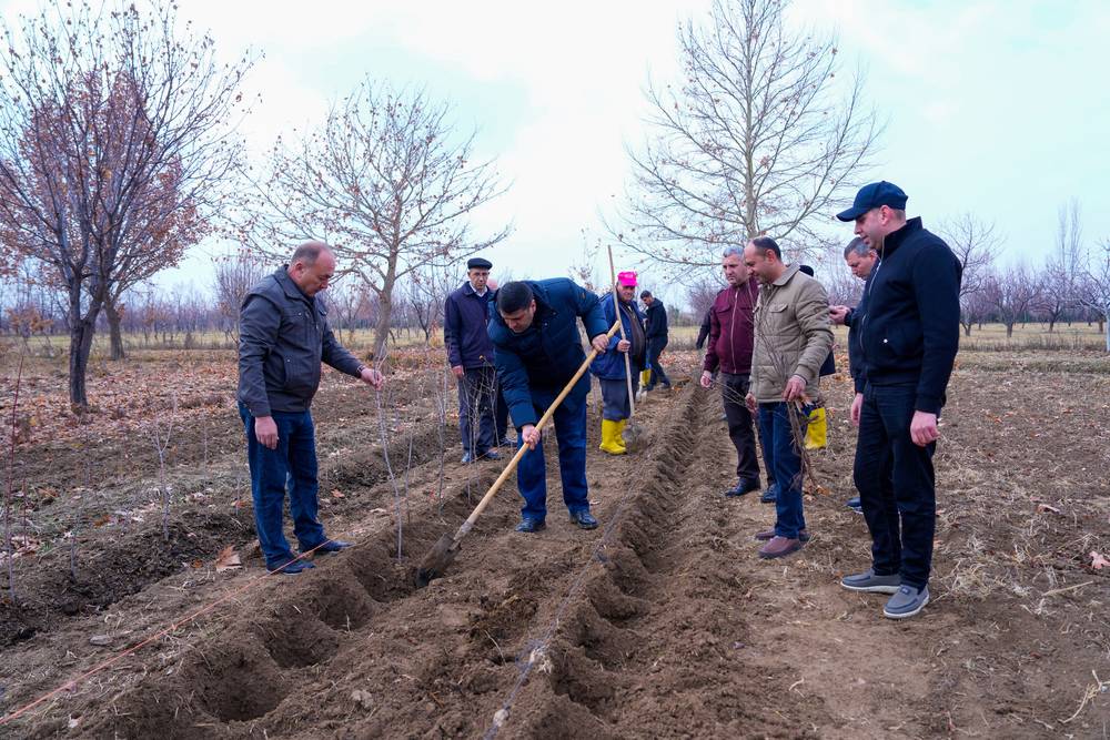 NDU-nun Nəbatat bağında yeni ağac sahələri salınıb