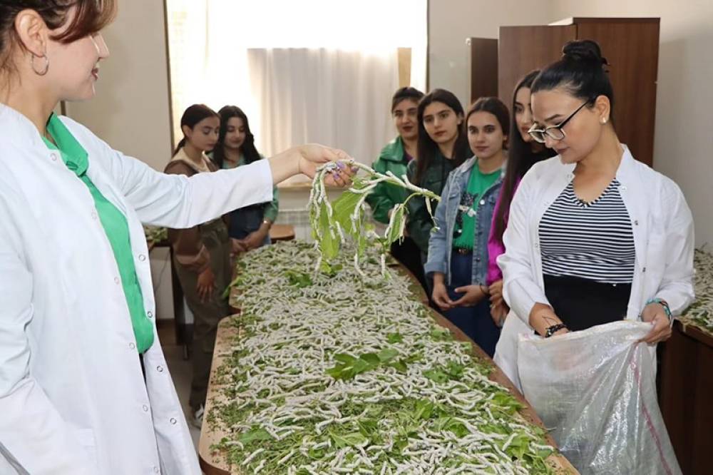 Naxçıvan Dövlət Universitetinin Texniki Kollecinin tələbələri İstehsalat təcrübəsi çərçivəsində baramaçılıq sahəsinə cəlb ediliblər